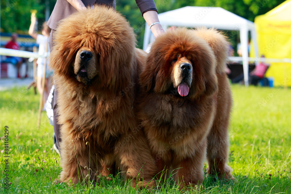 Fototapeta premium Dog breed Tibetan mastiff