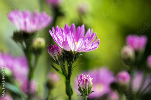 Macro close-up bouquet of the blooming buds of Aster amellus. Little lilac flowers with beautiful blossom on blurry background. Fresh foliage with natural blurry background.