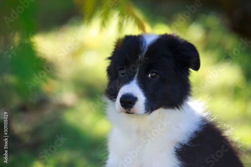 Dog breed Border Collie © deviddo