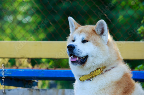 The dog breed Shiba inu