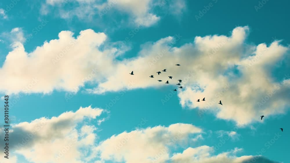 A flock of birds flying into sunrays. A flock of birds flying into sunrays.