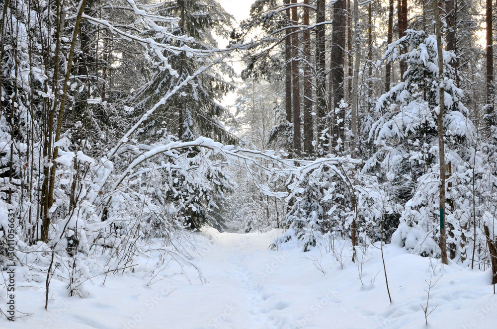 Awesome winter landscape. A snow-covered path among the trees in the wild forest. Winter forest. Forest in the snow. Awesome winter landscape. A snow-covered path among the trees in the wild forest. Winter forest. Forest in the snow.