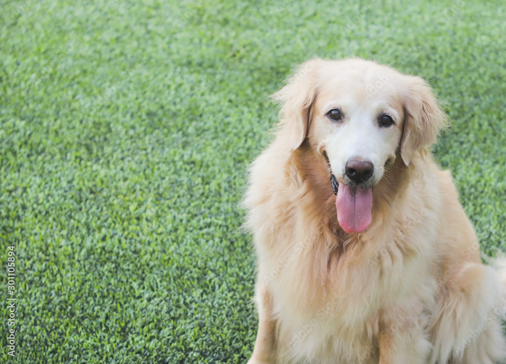 Golden retriever dog sitting on the green grass Golden retriever dog sitting on the green grass