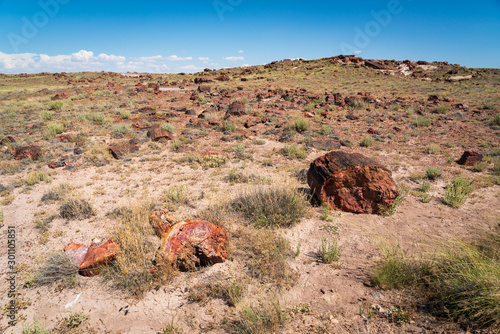 Rugged Log Filled Landscape of Petrified Forest National Park photo