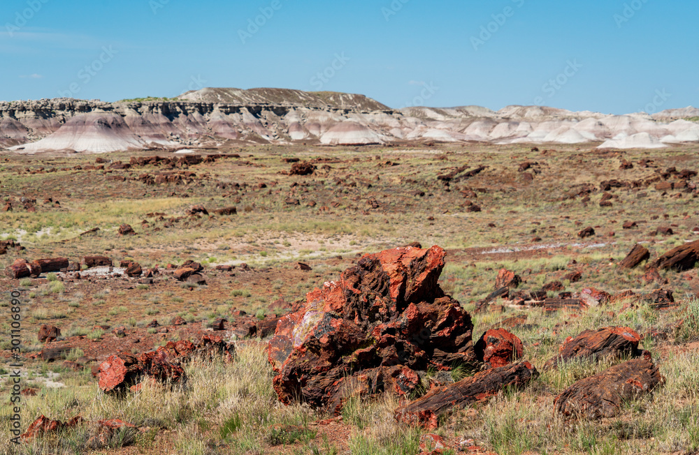 Logs at Petrified Forest National Park