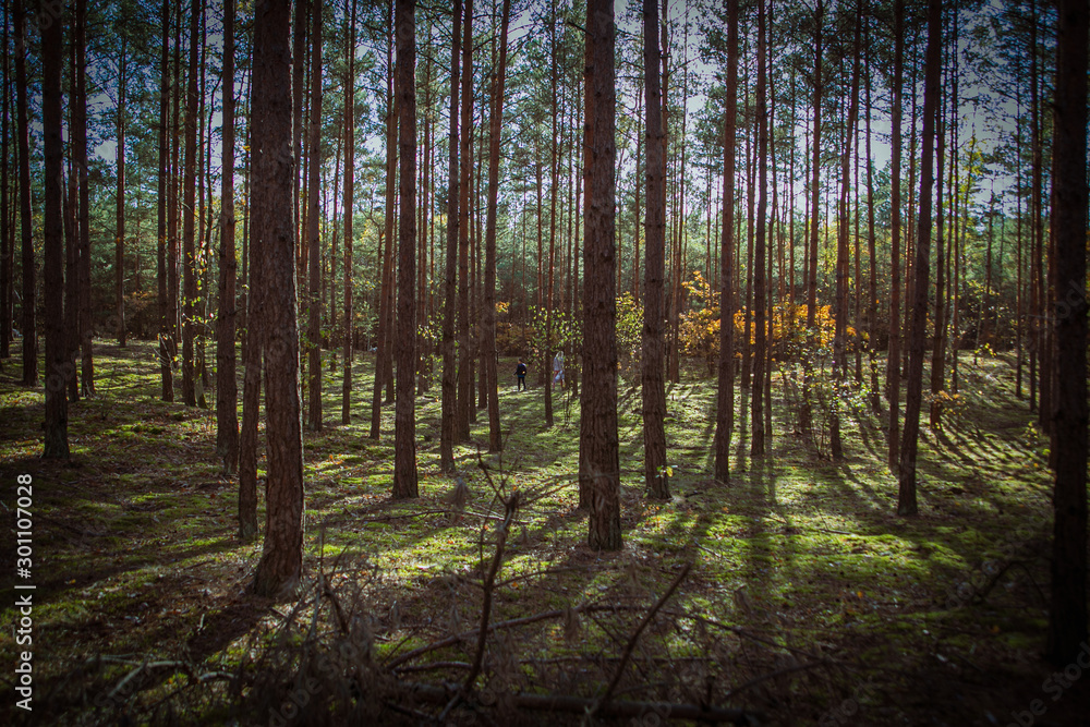 morning in the forest morning in the forest