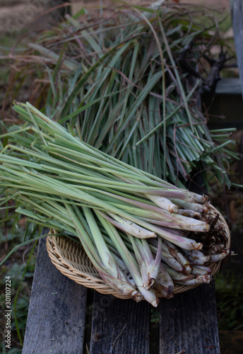 lemon grass