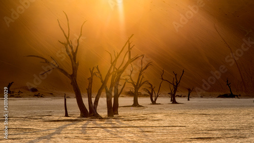 Morning visit of Deadvlei with its multicentenary trees (acacias) that have dried on site photo