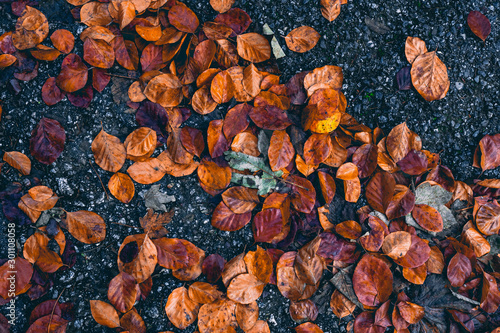 Orange autumn leaves on dark grey background © VALERYIA
