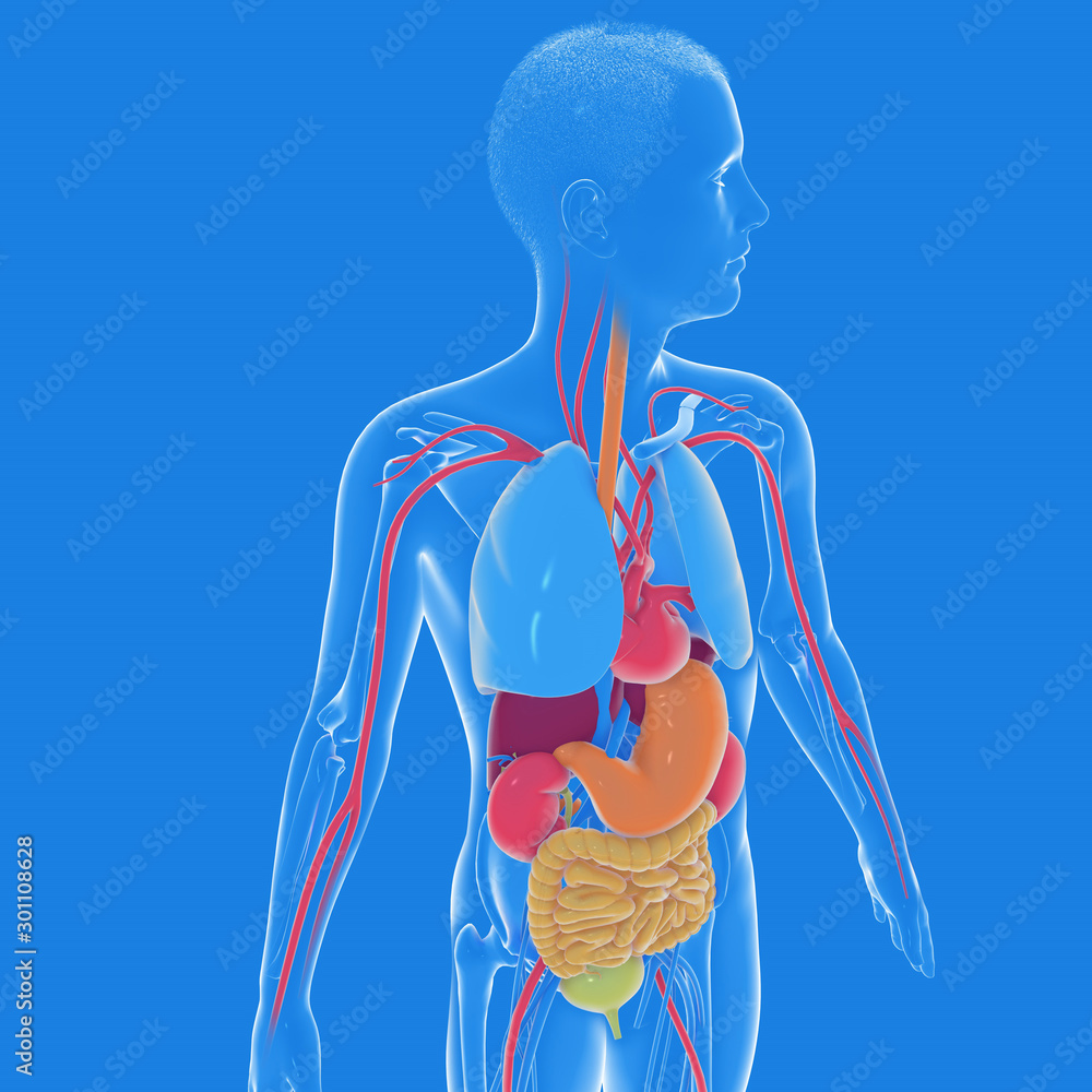 Illustrazione Stock 3d illustration of the interior of the human body  anatomy, transparent. Side view. Showing internal organs with bright  colors. | Adobe Stock