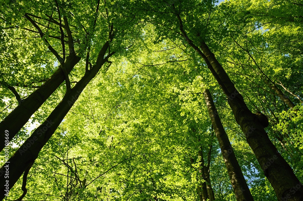 View into beautiful green trees View into beautiful green trees