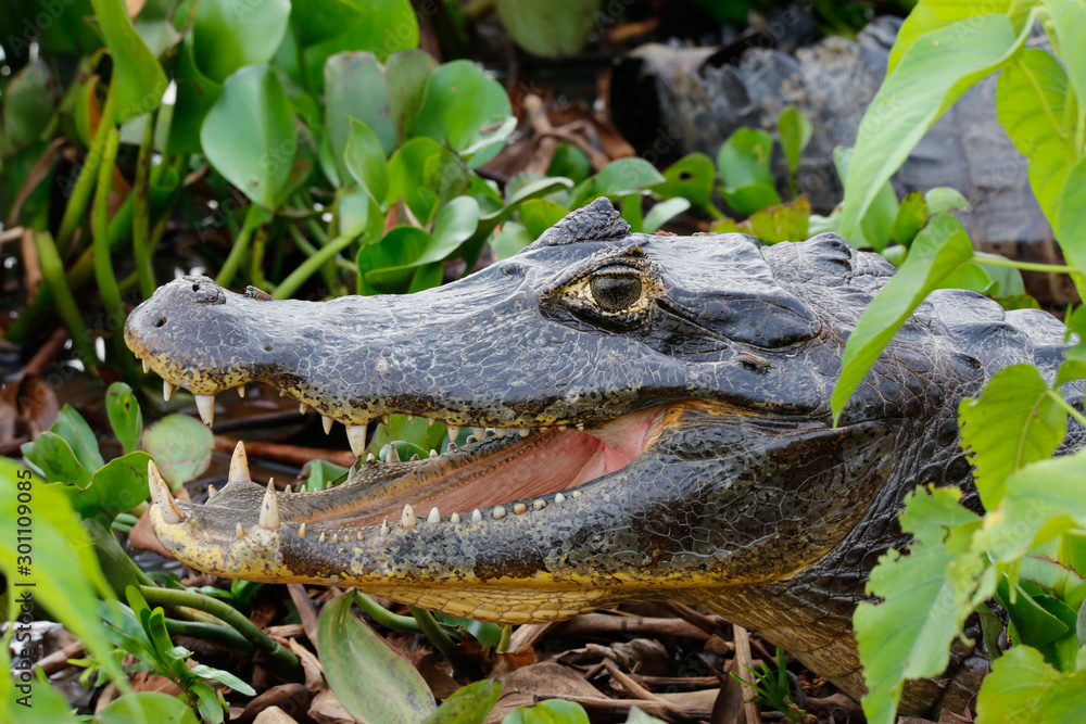 Obraz premium Close-up of a Caiman yacare profile with open mouth surrounded by green leaves, Pantanal Wetlands, Mato Grosso, Brazil