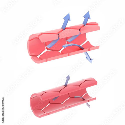 3D illustration of capillaries, arteries, more open or more closed. Showing the exchange of oxygen and nutrients. photo