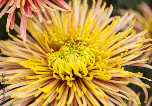 Close up of beautiful pink and yellow chrysanthemum head in a garden.
