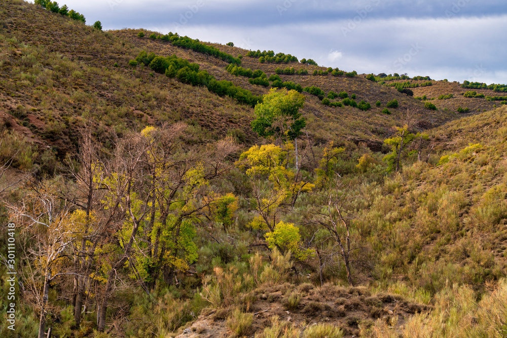 Landscape and trees in Tices (Almeria)