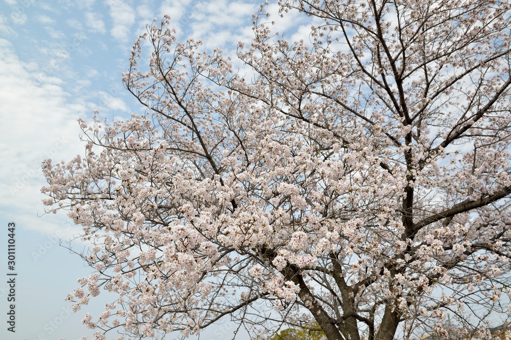 桜