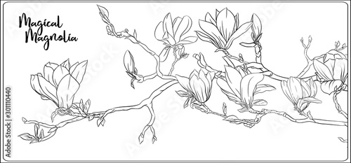 Magnolia tree branch with flowers. Coloring page for the adult coloring book. Outline hand drawing vector illustration..