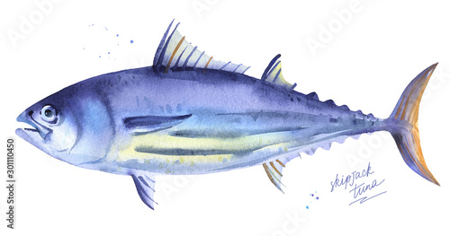 Striped tuna, Skipjack tuna. Hand drawn watercolor fish illustration on white background