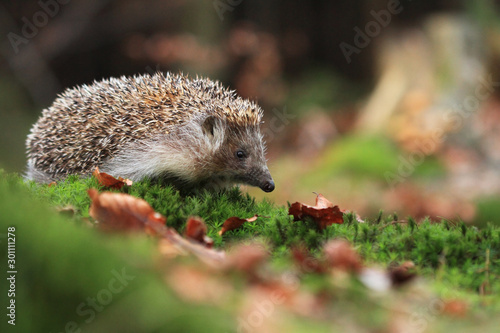 northern white-breasted hedgehog on moss in forest