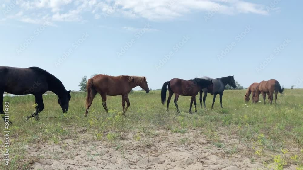 horses graze outdoors in the field horses graze outdoors in the field