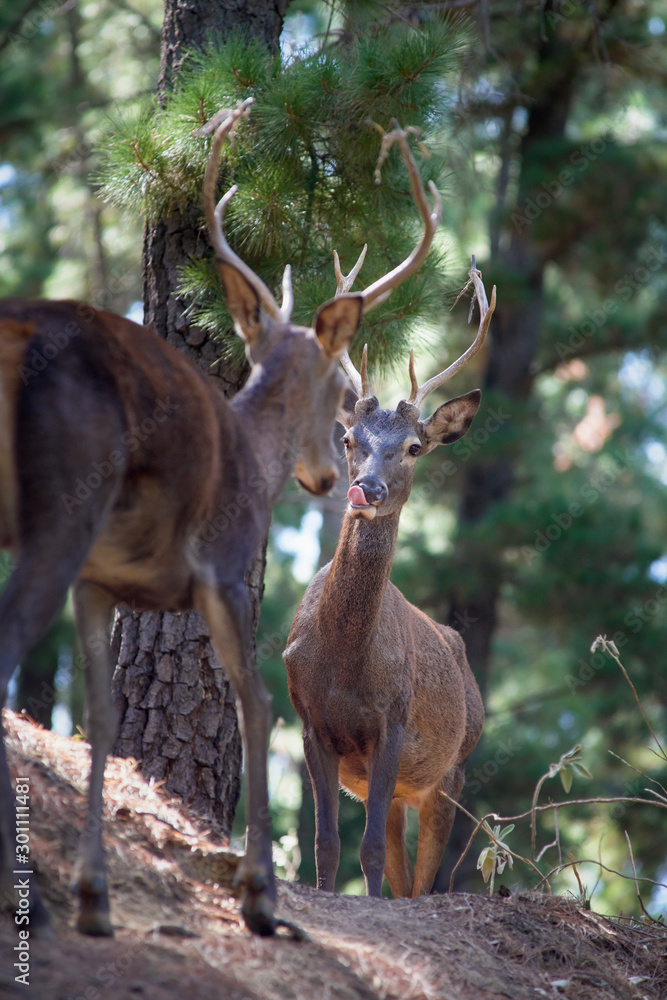 common deer (Cervus elaphus), also called European deer, red deer. Malaga, Spain.