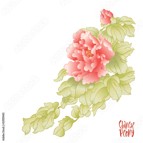 Peony tree branch with flowers in the style of Chinese painting on silk. Elements for design. Colored vector illustration. Isolated on white background..