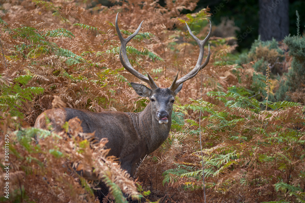 common deer (Cervus elaphus), also called European deer, red deer. Malaga, Spain. common deer (Cervus elaphus), also called European deer, red deer. Malaga, Spain.