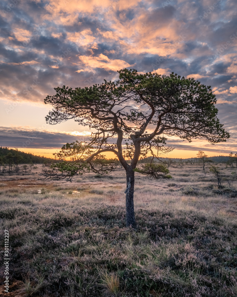 Beautiful morning landscape and little pine tree in wetland national park, Finland