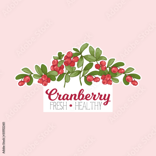 Cranberry. Element for design. Good for product label. Colored vector illustration