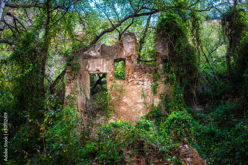 Fototapeta Naklejka Na Ścianę i Meble -  Casa en ruinas en el bosque