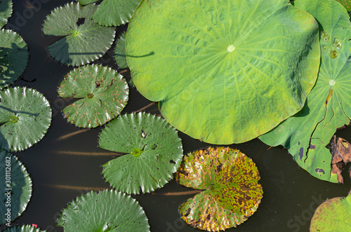 Picture of lotus sheets floating on water - close up