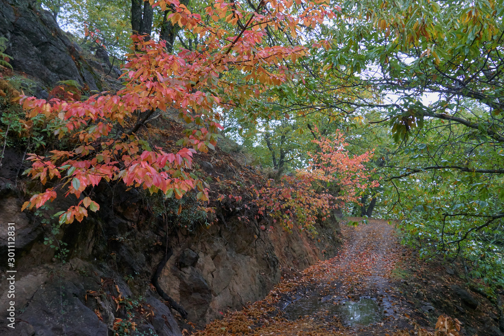 Chestnut forest and chestnut fruits in the Genal Valley, province of Malaga. Spain Chestnut forest and chestnut fruits in the Genal Valley, province of Malaga. Spain