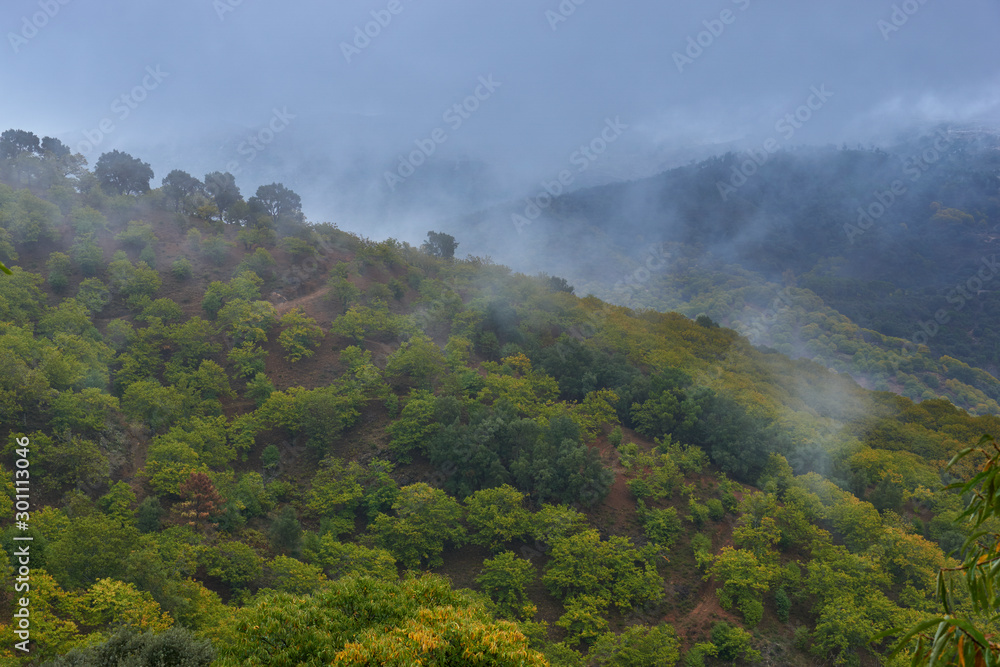 Chestnut forest and chestnut fruits in the Genal Valley, province of Malaga. Spain