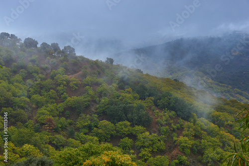 Chestnut forest and chestnut fruits in the Genal Valley  province of Malaga. Spain