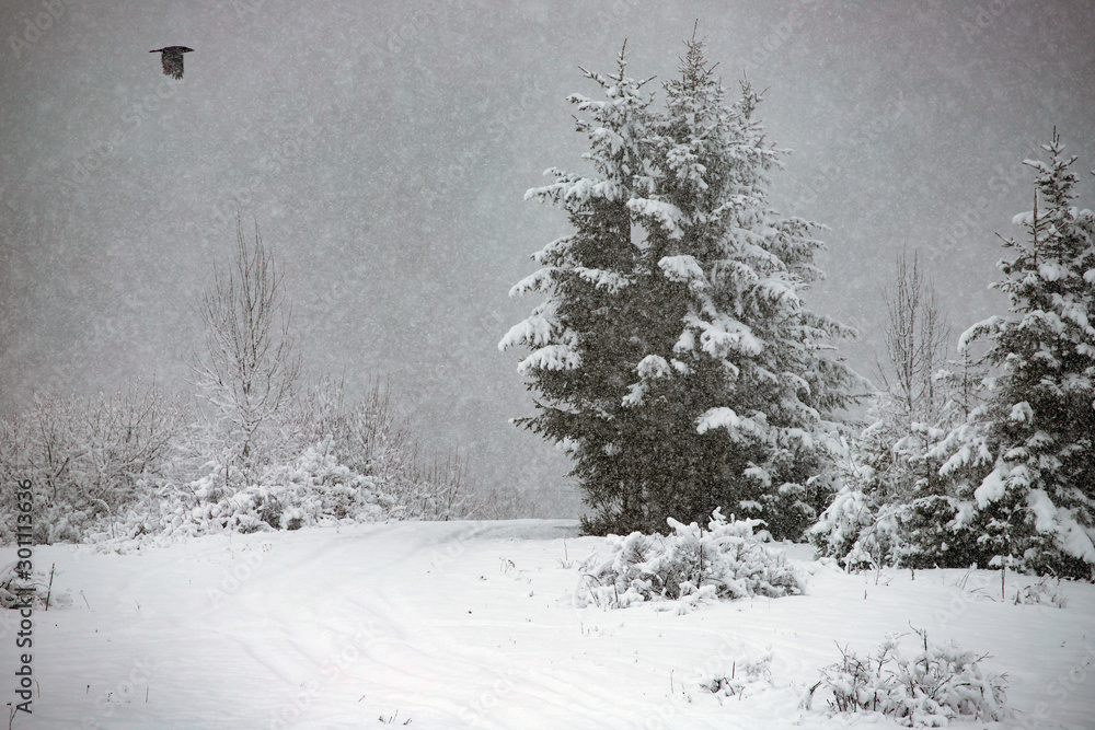 Obraz premium Snowy fir forest in winter mountains