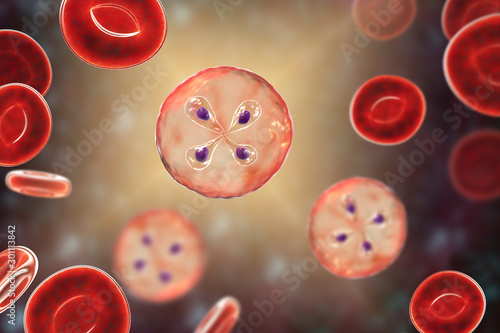 Babesia parasites inside red blood cell, the causative agent of babesiosis. 3D illustration showing classic tetrad-forms of Babesia merozoites so-called Maltese cross formation photo