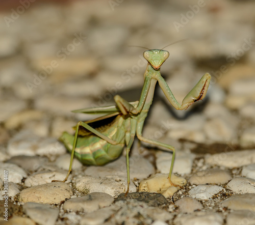 praying mantis in defensive position © Petr