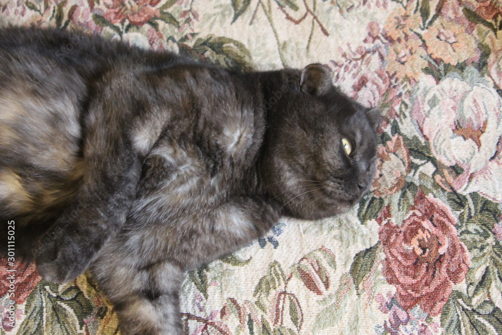 Obraz premium cat with flowers