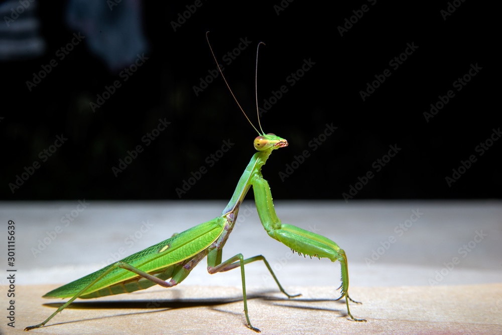 green mantis is looking at the camera green mantis is looking at the camera
