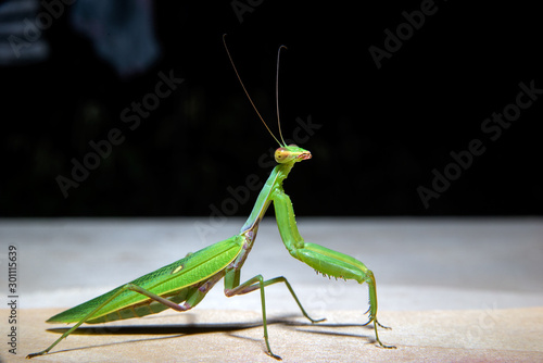 green mantis is looking at the camera © Roman