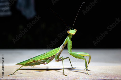 green mantis is looking at the camera © Roman