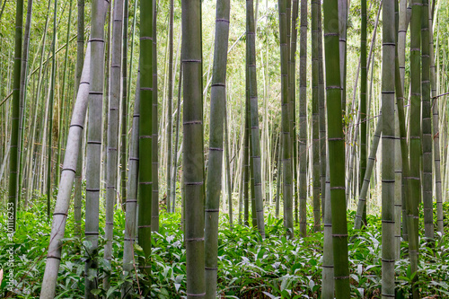 Sagano Bamboo Forest near Kyoto, Japan