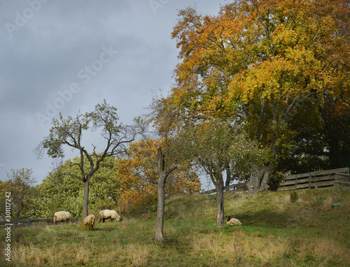 Wiese im Herbst mit Schafe
