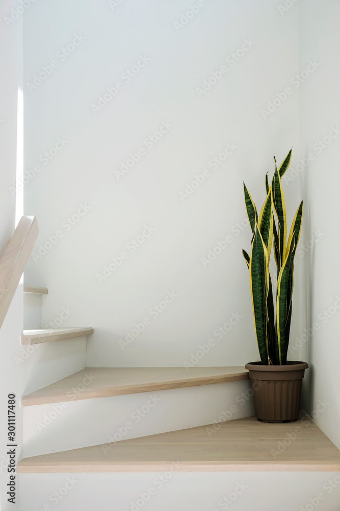 Fototapeta premium Sansevieria or snake plant at staircase in home