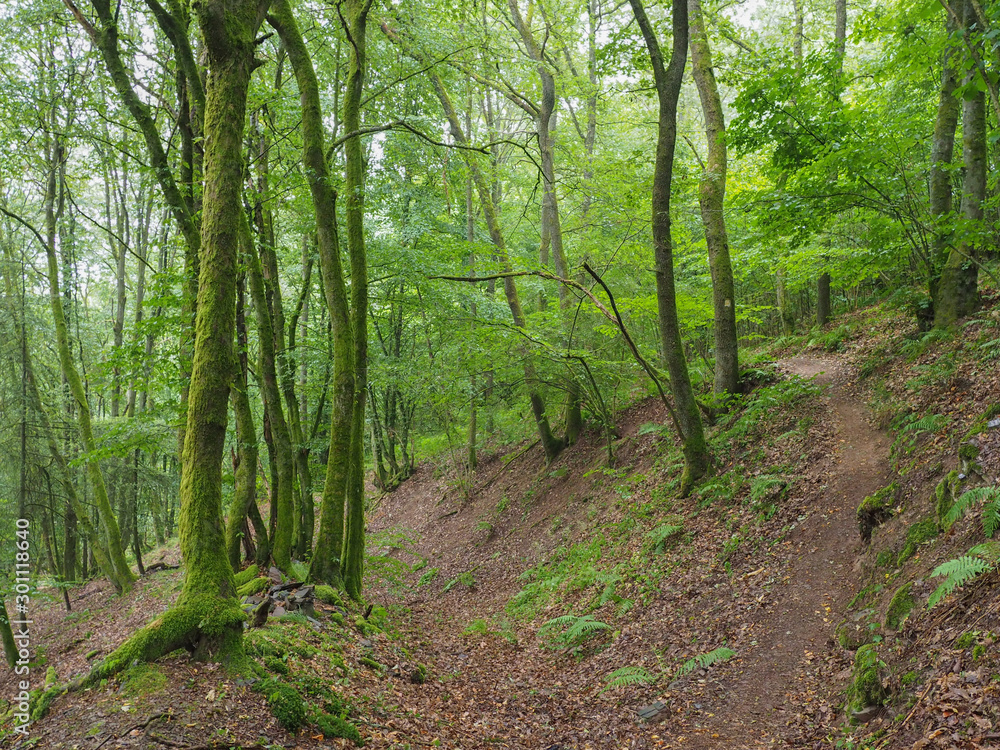 Small path in deep green forest. Small path in deep green forest.