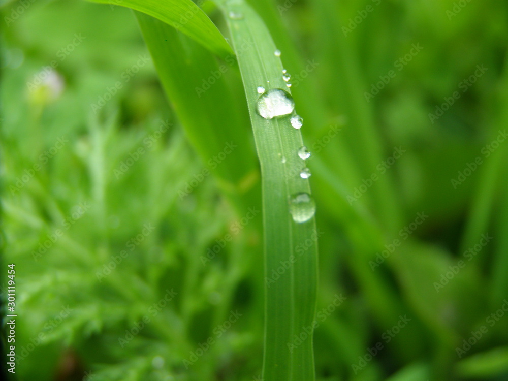 dew on grass dew on grass