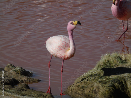 Pink flamingo  in Laguna Colorada in Potosi Bolivia