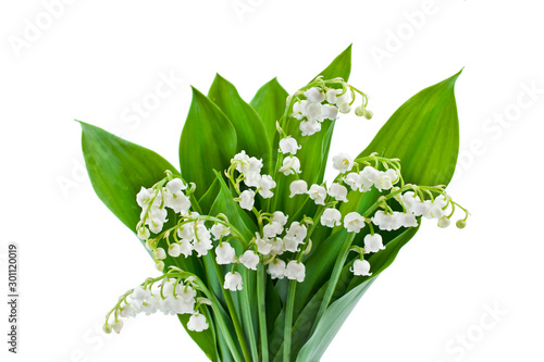 Lily of the valley or may bells flower isolated on white background.