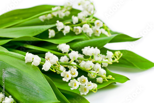 Lily of the valley or may bells flower on white background.