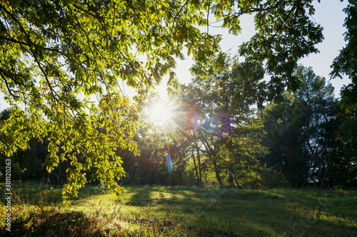 morning light through leafs in park, beautiful autumn in Basilicata, autumn and nature background